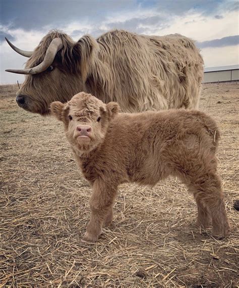 Micro mini highland cow - Natural Breeding. Miniature Highland cattle can breed naturally, and this method can help provide sustainability for smaller farms. We have a limited number of naturally conceived …